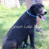 AKC Great Dane Pup-- Meet Sue!
