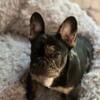 Merle Female French bulldog 