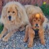 Tibetan Mastiff Puppies - Livestock and Family Guardians