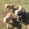 AKC Foxfire LABRADOR  RETRIEVER PUPS