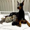 Blue Black Fawn Doberman puppies European bloodlines in USA