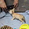 Fennec Fox Kits, Hand Raised pet foxes for sale