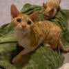 Affectionate Female Red (Orange) Tabby Devon Rex in PA