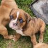 Chocolate Merle OEB female ready now! Fall sale!