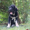 Little Luis - FCI registrable Spanish Mastiff puppy