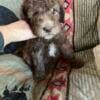 F2b Bernedoodle puppies