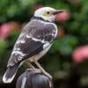 Black Collared Starlings for Sale