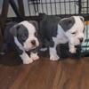 I one 6 week old male pup avail-a-bull