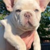 AKC Reg Cream/Fawn Stunning, Healthy French Bulldog