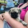 pug puppies DOB 6/20/24