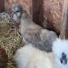 Silkie Flock/ Breeding Flock