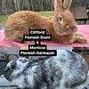 Flemish giant x Flemish giant babies