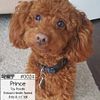 Purebred Toy Poodle Stud