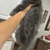 Blue Tabby with white Female Maine Coon