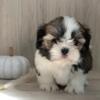 Shihtzu puppys looking for a new home