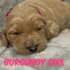 Pippa's Burgundy Girl - F1b Standard Goldendoodle Puppy - Morehead, KY 