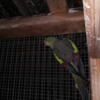 Regent or Rock Pebbler Parakeet