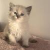 Blue Point Female Ragdoll Kitten