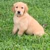 AKC Golden Retriever Puppies