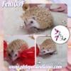 Pedigreed Hedgehogs - Babies and Adults