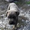 Cane Corso Pups