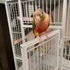 Female Pineapple Conure