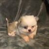 AKC Female Teacup Pomeranian For Sale