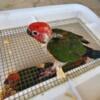 Red factor sun conure