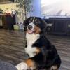 AKC Bernese Mountain Dog Female – Vaccinated & Friendly”