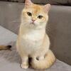 British Shorthair golden Chinchilla girl