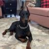 European Doberman 