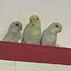 Pacific Parrotlet Family (5 Birds)