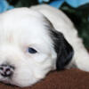 Teddy Bear Puppies Shih Tzu Bichon