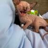 Sphynx / Bambinos and Kittens 