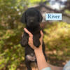 AKC registered Lab puppies looking for good homes