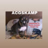 American Bully Chocolate Tri Pocket Female Pup Available ABKC reg