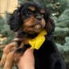 Cavalier King Charles Spaniel puppies