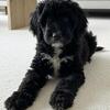 sold follow Cherished double doodles on facebook for new litters!