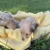 AKC Longhaired miniature Dachshund