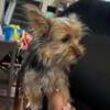 Yorkie Girl Looking for New Home