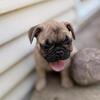 French bulldog puppies