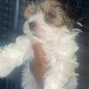 Yorkie parti boy(exotic yorkie)