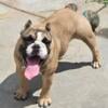 9mnth old Bulldog female 