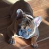 🔥 Merle Frenchie Stud Services Only - Mobile, Natural Tie Only - Unregistered