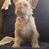 French Bulldog Wirehair boys