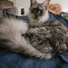 Big and beautiful black smoke Maine coon 