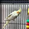 Two cockatiels females