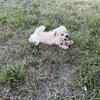 Male Pomeranian puppy