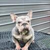 French Bulldog female