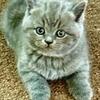British Shorthair Blue Male  Christmas/New Year’s gift